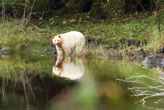 A rare white Kermode bear, or “spirit bear,” photographed in the Great Bear Rainforest, the species’ only known habitat. The Kitasoo Xai’xais Nation, whose territory includes this region, says the name and image of the spirit bear are sacred and protected, and is denouncing a pipeline renaming campaign for misappropriating the symbol. Kitasoo Xai’xais Nation photo
