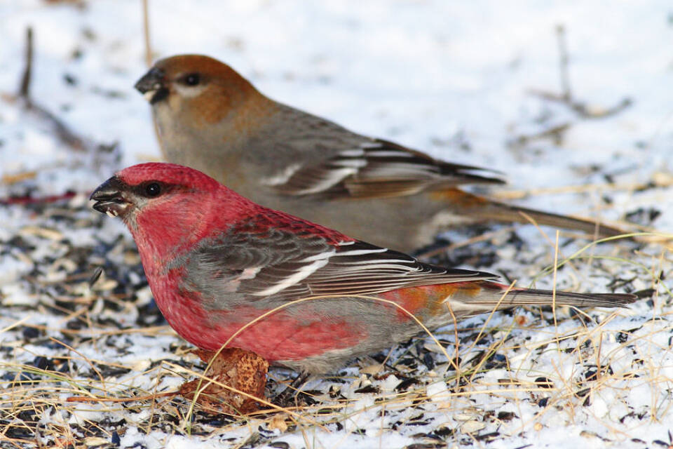 Male (red) and female pine grosbeaks. (Wikimedia Commons)